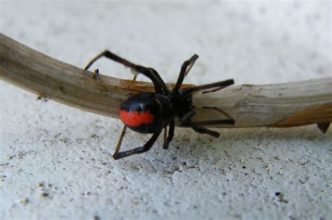 Redback Spider Information And Latest Wallpapers 2013 Top Hd Animals