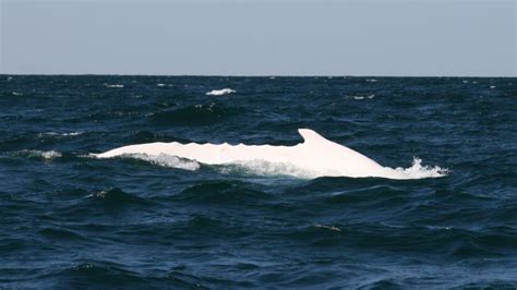Rare Albino Whale ‘parades Off Australian Coast Cnn