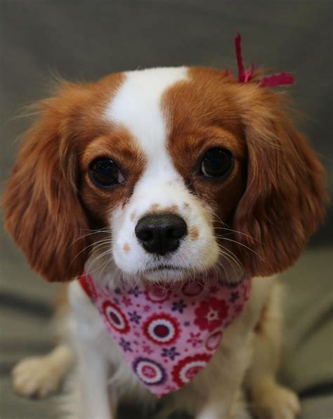 Thinking about an older cavalier king charles spaniel? Apply to Adopt | Cavalier Alliance
