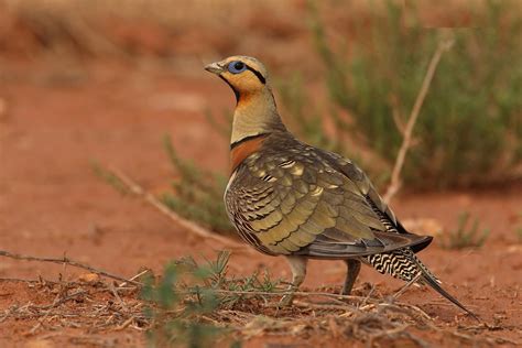 Pin Tailed Sandgrouse Pterocles Alchata Europe North Africa Middle
