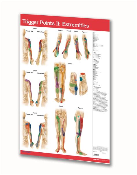 Trigger Points Guide Poster Size Medical Quick Reference