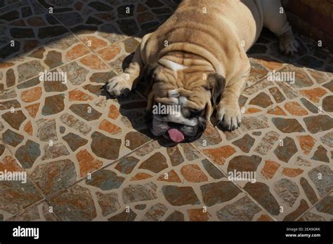 English Bulldog Sleeping On The Tile Floor Stock Photo Alamy