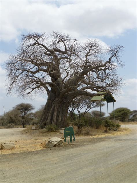 baobabtarangire baobab tree at an entrance to tarangire na… flickr