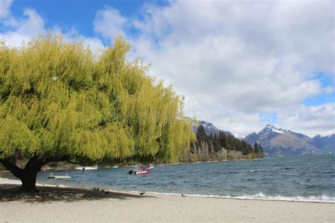 Queenstown Lake Wakatipu New Zealand Tree Stock Image Image Of