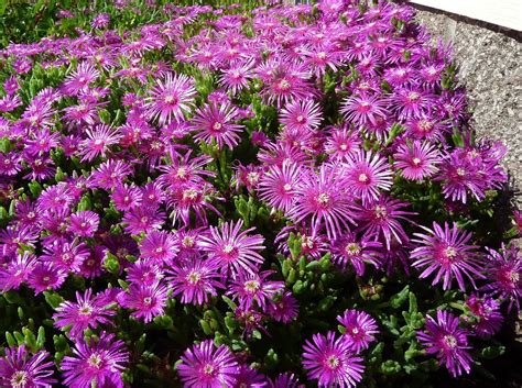 How To Grow Ice Plants From Seeds Home Soils