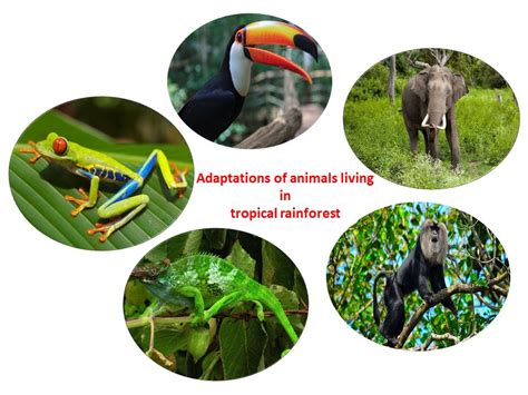 Animals Found In Tropical Rainforest 12 Animals That Live In Tropical
