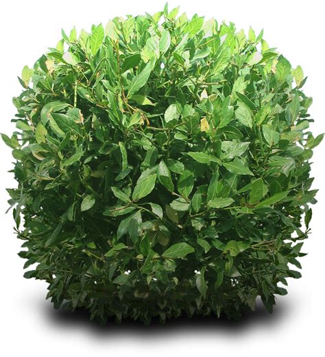 Bushes Png Hd Png All Png All