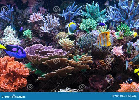 Aquarium Fishes Deep Ocean Life Stock Photo Image Of Blue Fish 70719236