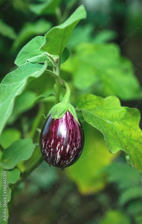 Eggplant Or Aubergine Is Also Known As Brinjal On Garden Stock Photo