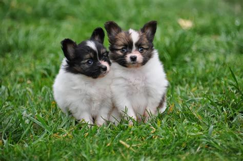 What is the price range of papillon puppies? Road's End Papillons : 6 Weeks old Papillon Puppies