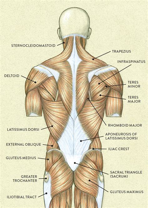 Male Upper Torso Anatomy Atlas A General Orientation To Human Anatomy