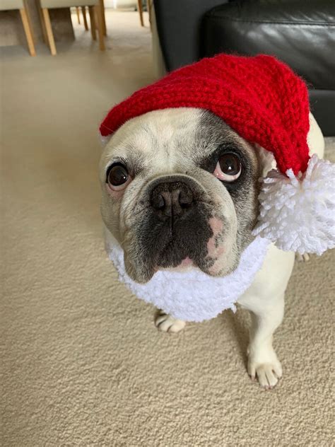 Dog Santa Hat Red Santa Hat Woolly Hat Pet Winter Clothing Etsy Uk