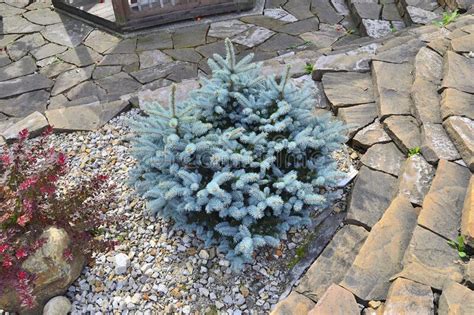 Dwarf Slow Growing Blue Spruce Picea Pungens Variety
