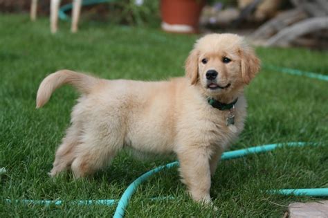 Classic golden retriever puppies are a great choice for their loyal, caring dispositions and golden retrievers for sale are outgoing, eager to please, and friendly with both people and other animals. What is the price range for a golden retriever puppy? - Quora