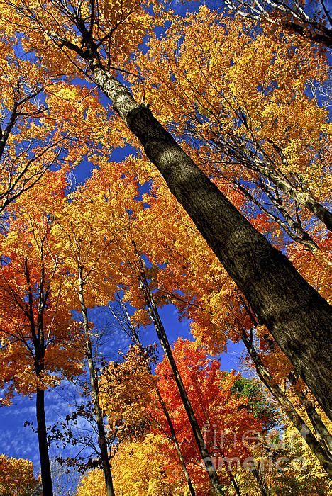 Fall Maple Trees On Warm Autumn Day Elena Elisseeva Fall Pictures