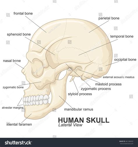 Human Skull Lateral View Explanation Stock Vector Royalty Free 461389432