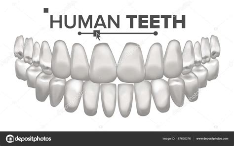 Tooth Mouth Anatomy Vector Human Teeth Healthy White Teeth Dentistry
