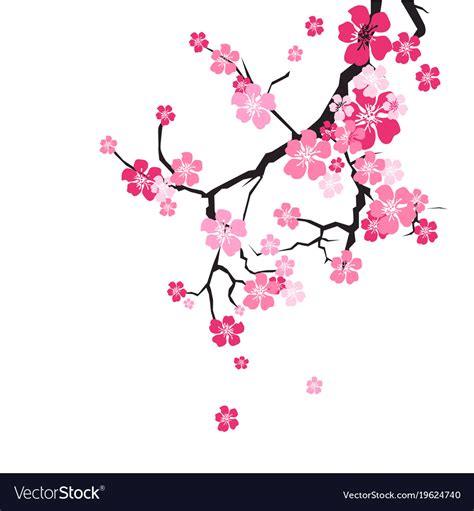Cherry Blossom Background Sakura Flowers Pink On Vector Image
