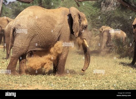 Elephant Blowing Dust Onto Its Stomach Samburu National Reserve Kenya