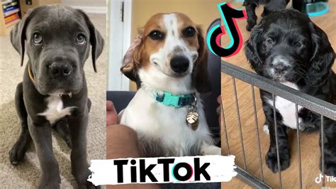 Tik Tok Doggos That Will Make You Laugh ~ Cutest Tiktok Puppies Youtube