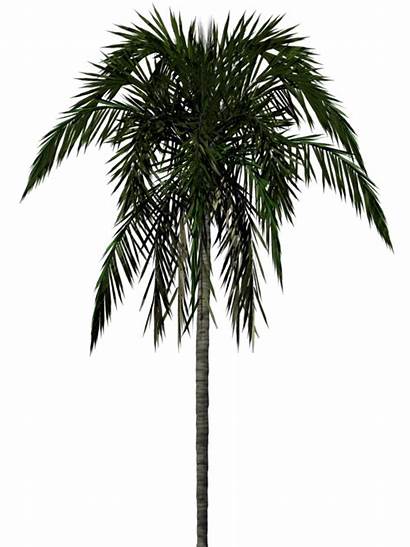 Palm Tree Transparent Jungle Coconut Plants 2d