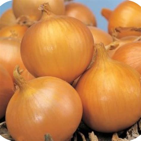 Texas Early Grano Onion Storage Onion Seed Non Gmo Non Hybrid Open
