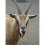 Toggenburg Goat  Lehigh Valley Zoo