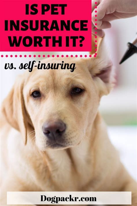 Is it worth getting pet insurance for dogs? - dogpackr