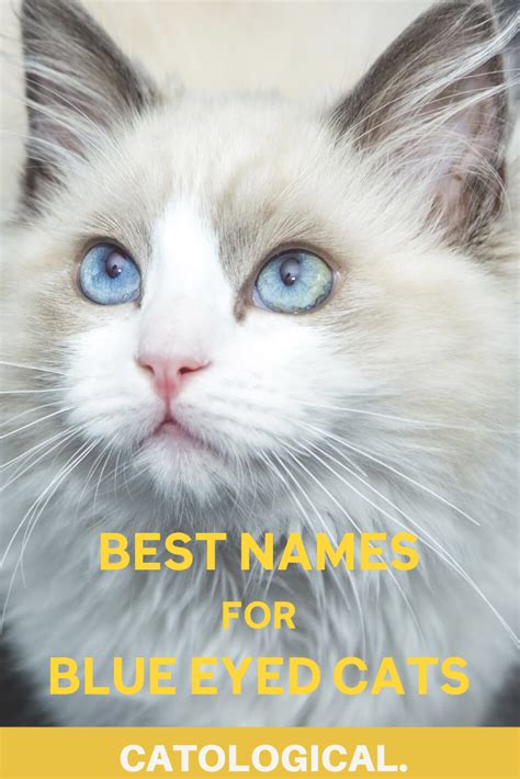 250 Of The Best Blue Eyed Cat Names For Male And Female Kitties In 2020 Cat With Blue Eyes