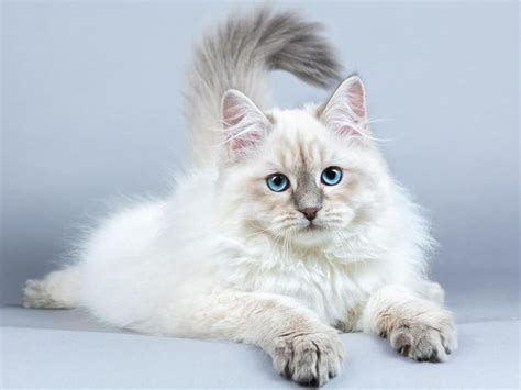 Siberian This Ancient Russian Breed Is Believed To Be More Than 1000