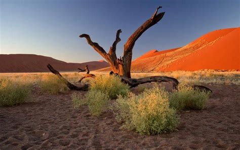 Nature Landscape Trees Dead Trees Plants Namibia