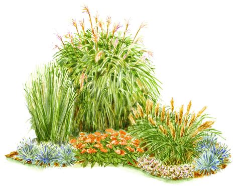 Use Our Plan To Create A Lush Ornamental Grass Garden Layout