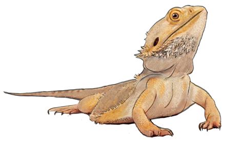 Bearded Dragon Comic 👉👌bearded Dragon No Background Png All