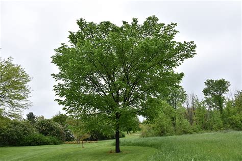 Valley Forge American Elm Ulmus Americana Valley Forge In Inver