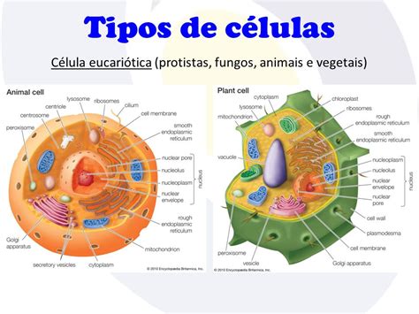 Estrutura Da Celula Eucariota Vegetal Detalhes Científicos