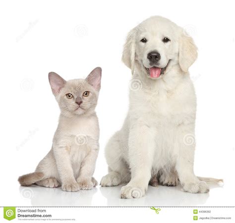Cat And Dog On White Background Stock Photo Image 44396392