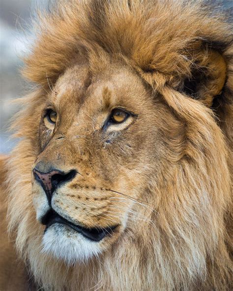 Portrait Of A Lion Lions Photos Lion Photography Lion Images