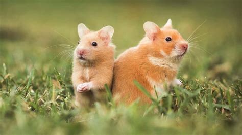 Where Do Hamsters Live In The Wild Hamster Care Guide