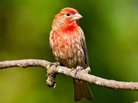 Do You Know How House Finches The Bird With Red Chest Became One Of