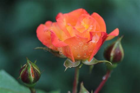 Beautiful Orange Yellow Rose In The Garden With Raindrops Stock Image