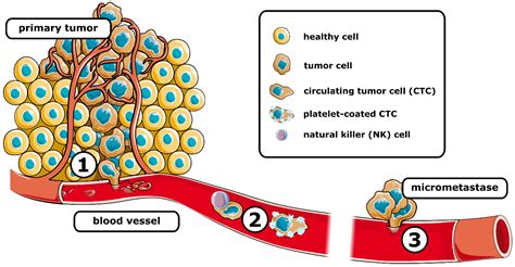 Circulating Tumors Cells In Metastasis Encyclopedia Mdpi