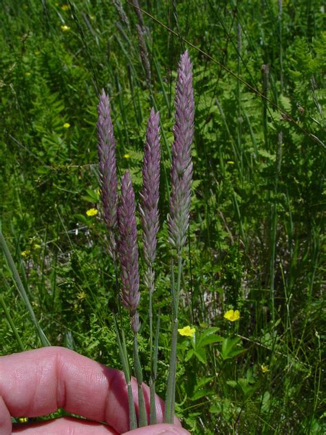 Holcus Lanatus Common Velvet Grass Go Botany