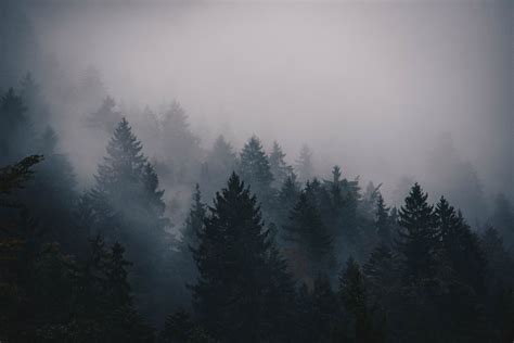 Aesthetic Foggy Forest Wallpapers Wallpaper Cave