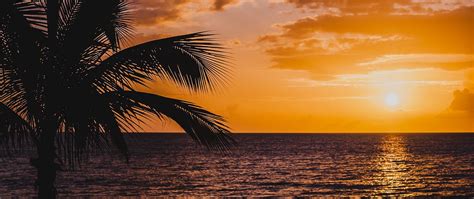Download Wallpaper 2560x1080 Palm Sea Sunset Surf Horizon Sky Clouds Dual Wide 1080p Hd
