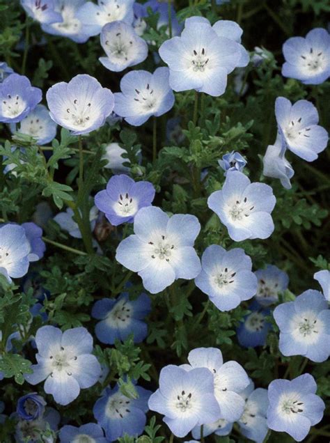 7 Most Beautiful Blue Flowers Australian House And Garden