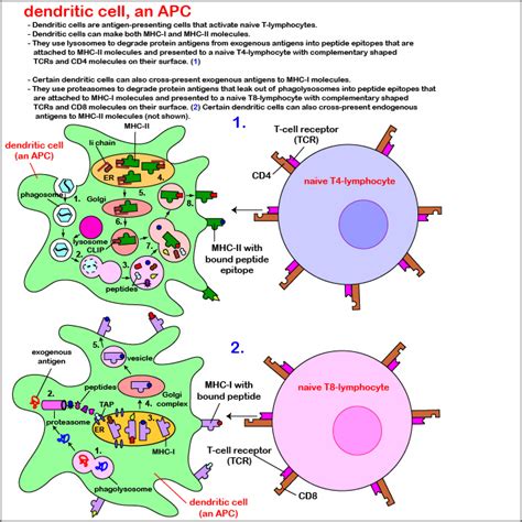 Cellular Interactions Of Antigen Presenting Dendritic Cells