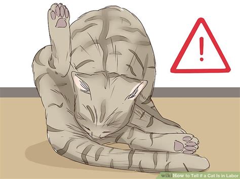 How To Know When My Cat Is Going Into Labor Catwalls