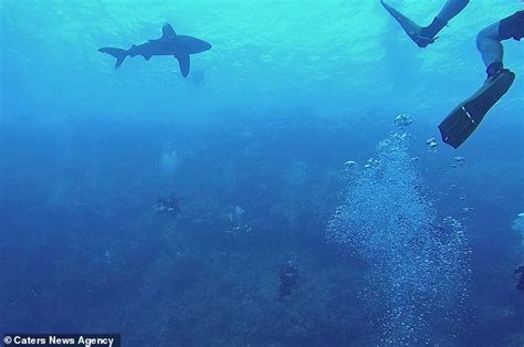 Shocking Moment Shark Attacks Diver And Sinks Its Jaws Into The Mans Leg In The Red Sea Daily