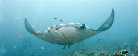 Scientists Discover A Giant Manta Ray Population 10 Times Bigger Than