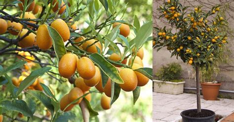 How To Grow A Kumquat Tree Kumquat Tree Citrus Trees Tree Care